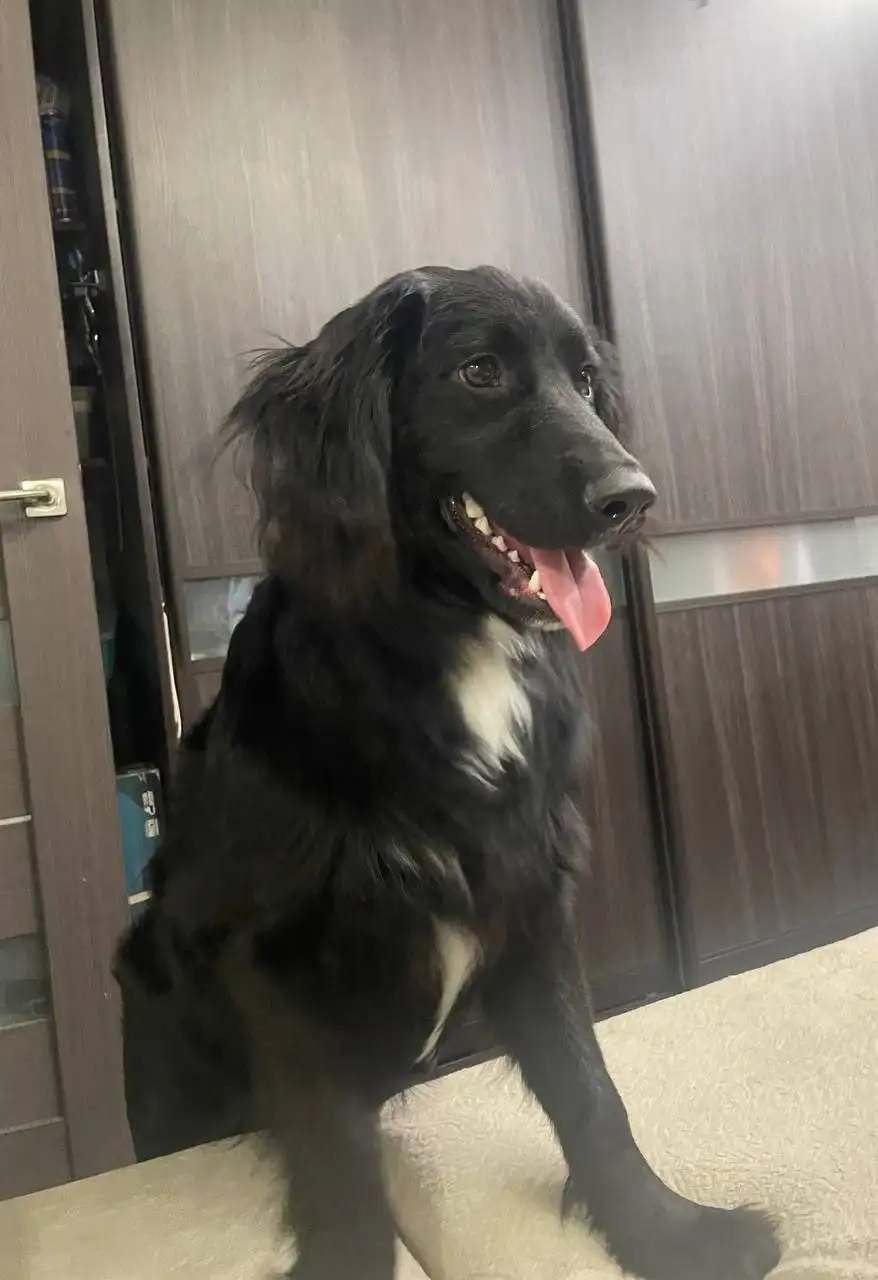 Сбор средств на доставку найденного щенка русского спаниеля - Животные в Саратов