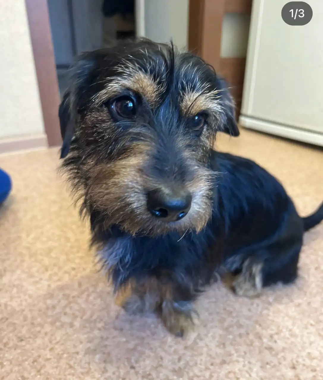 Найден кобель в Энгельсе - Собаки (Животные) в Энгельс