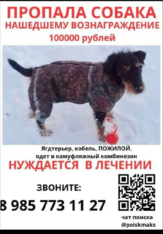 Потеряшка ягтерьер - Собаки (Животные) в Саратов