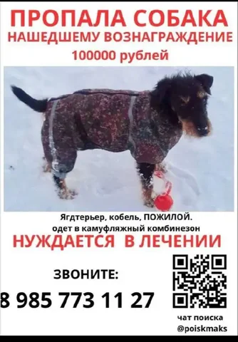 Потеряшка ягтерьер - Скот в Саратов