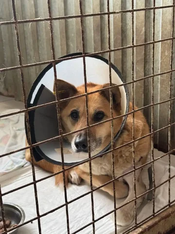 Сбор средств на лечение собаки Рыжули - Скот в Саратов