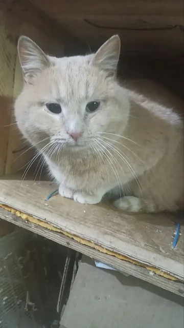 Отдам в добрые руки кота Персика - Птица в Калининск