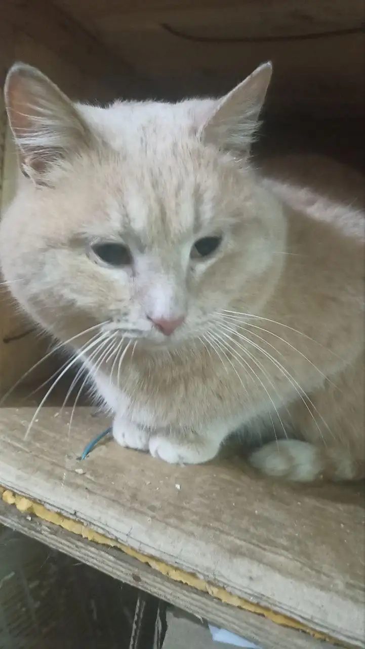 Отдам в добрые руки кота Персика - Кошки (Животные) в Калининск