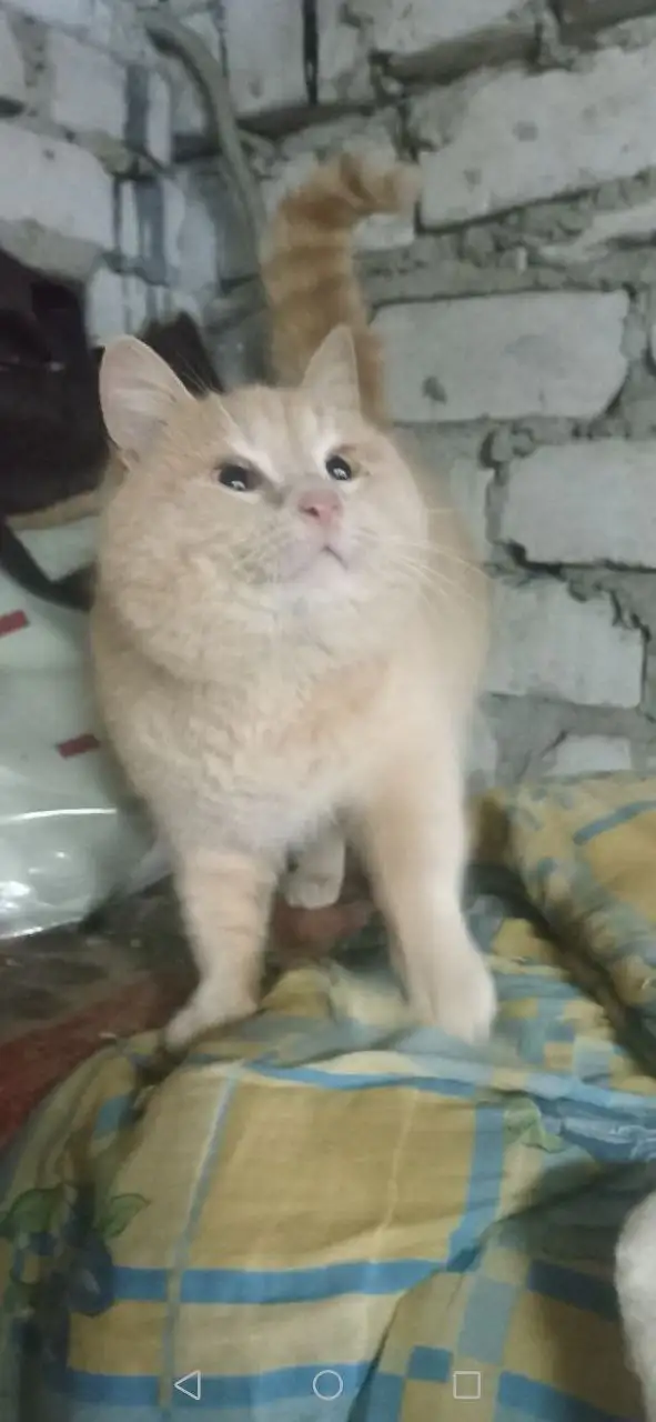 Отдам в добрые руки кота Персика - Кошки (Животные) в Калининск