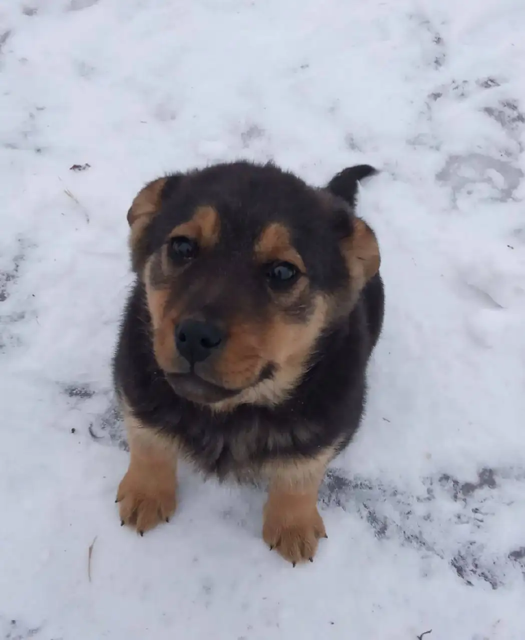 Щенок в добрые руки - Собаки (Животные) в Саратов