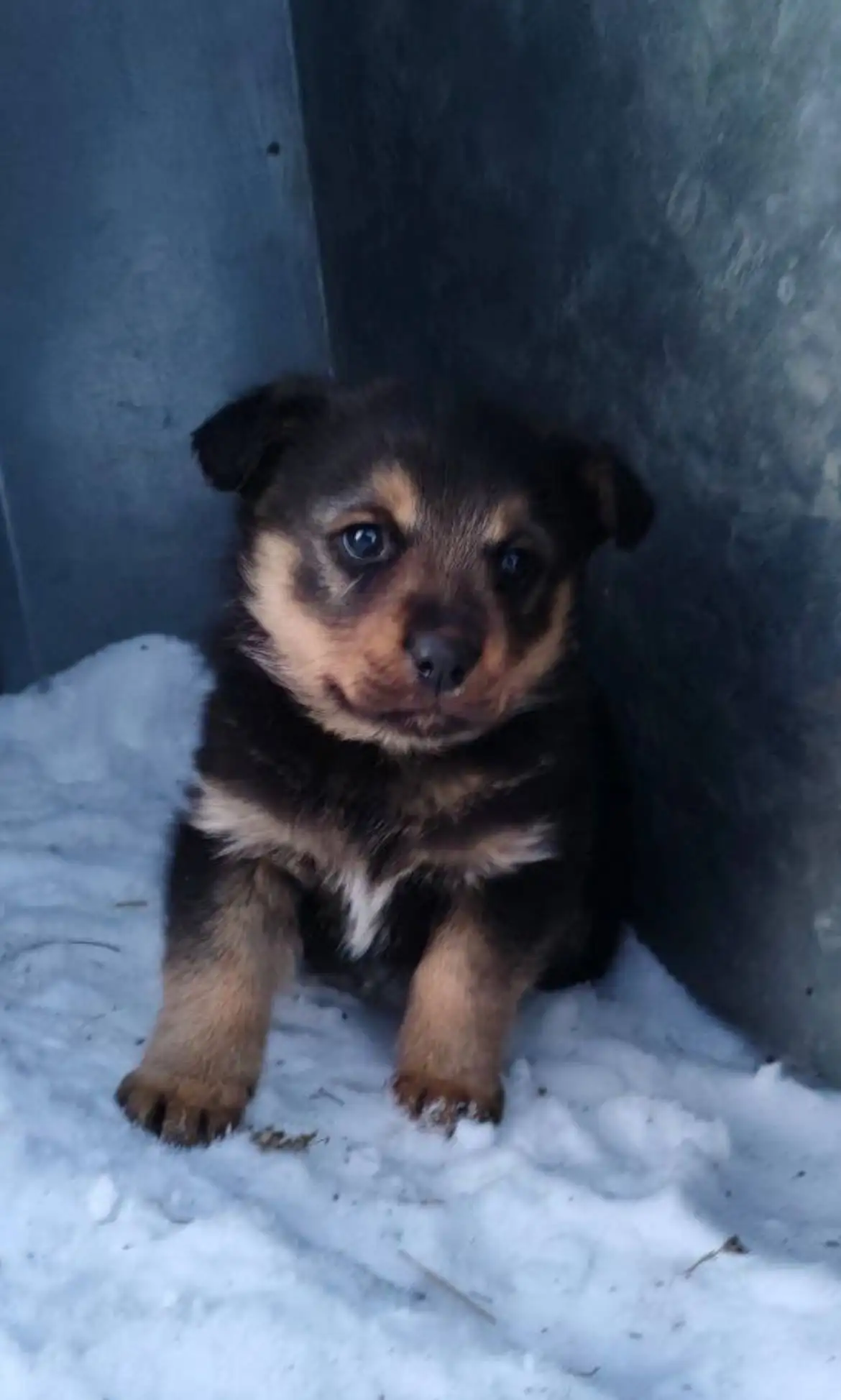 Щенок в добрые руки - Собаки (Животные) в Саратов