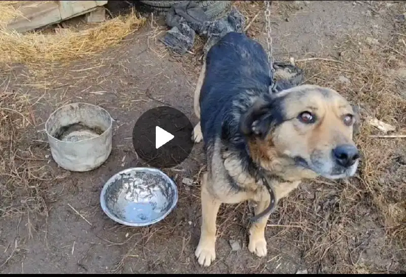 Щенок в добрые руки - Собаки (Животные) в Саратов