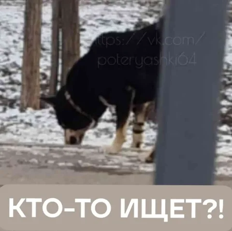 Потерянная собака в Саратове - Скот в Саратов