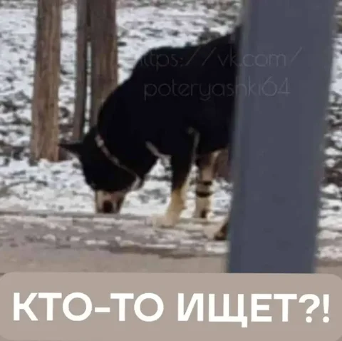Потерянная собака в Саратове - Скот в Саратов