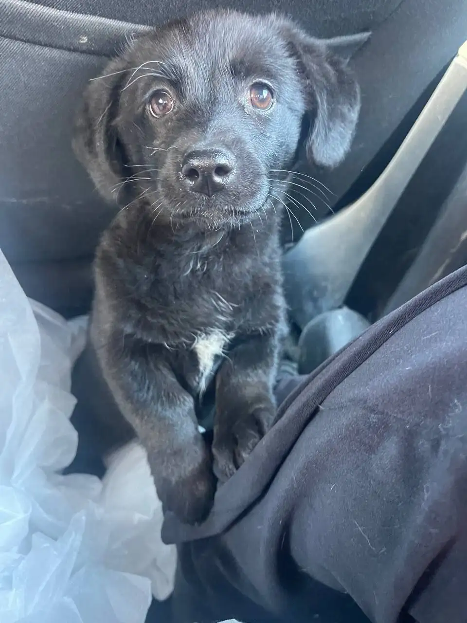 Срочно нужен дом для щенка в Саратове - Скот в Саратов