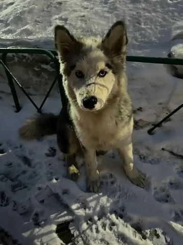 Потерянная собака породы хаски - Скот в Саратов