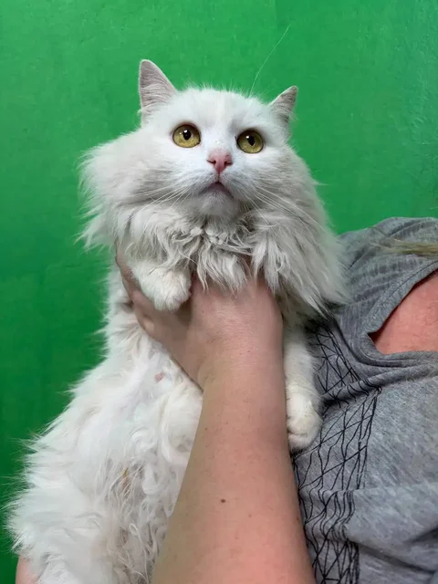 Сбор на стерилизацию и лечение кошек с дач в Расловке - частное объявление в Саратов