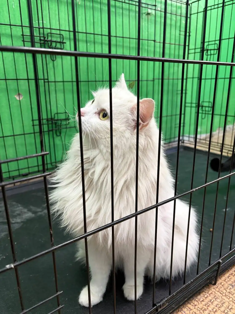 Сбор на стерилизацию и лечение кошек с дач в Расловке - Животные в Саратов