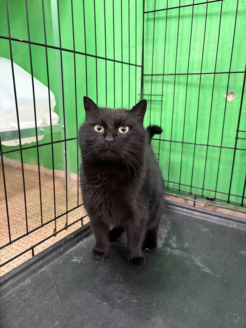 Сбор на стерилизацию и лечение кошек с дач в Расловке - Животные в Саратов