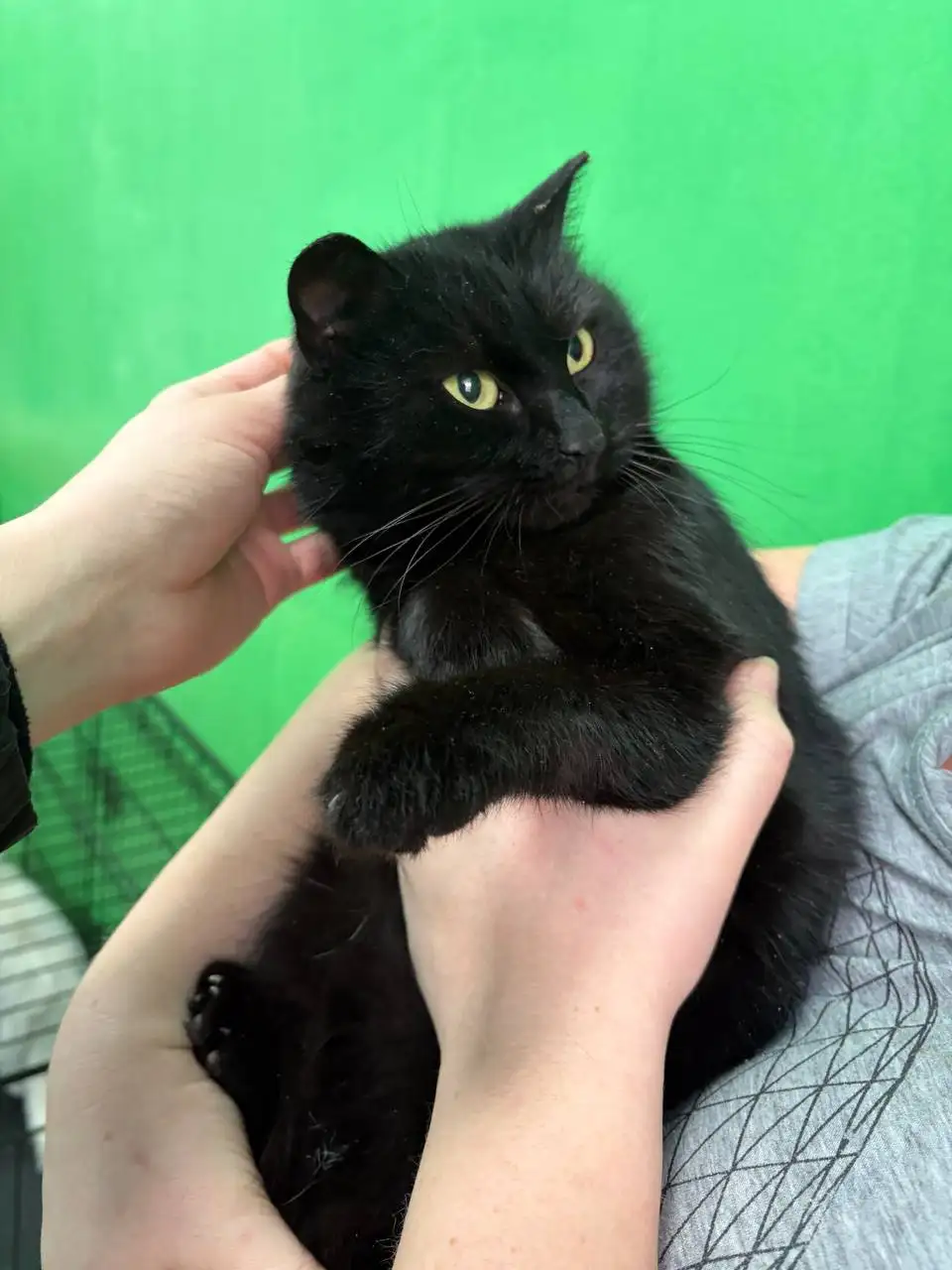 Сбор на стерилизацию и лечение кошек с дач в Расловке - Животные в Саратов