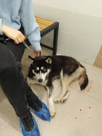 Помощь хаски с венерической саркомой в Саратове - Ветеринарные услуги в Саратов