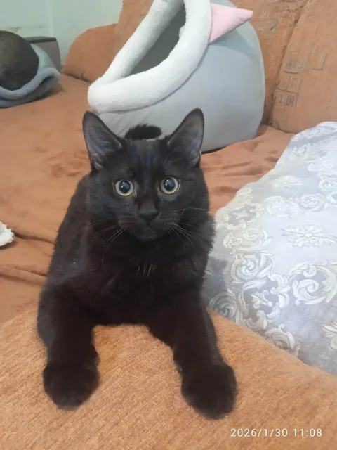 Ищет дом пушистый комочек счастья – подросток Феликс - Ветеринарные услуги в Саратов