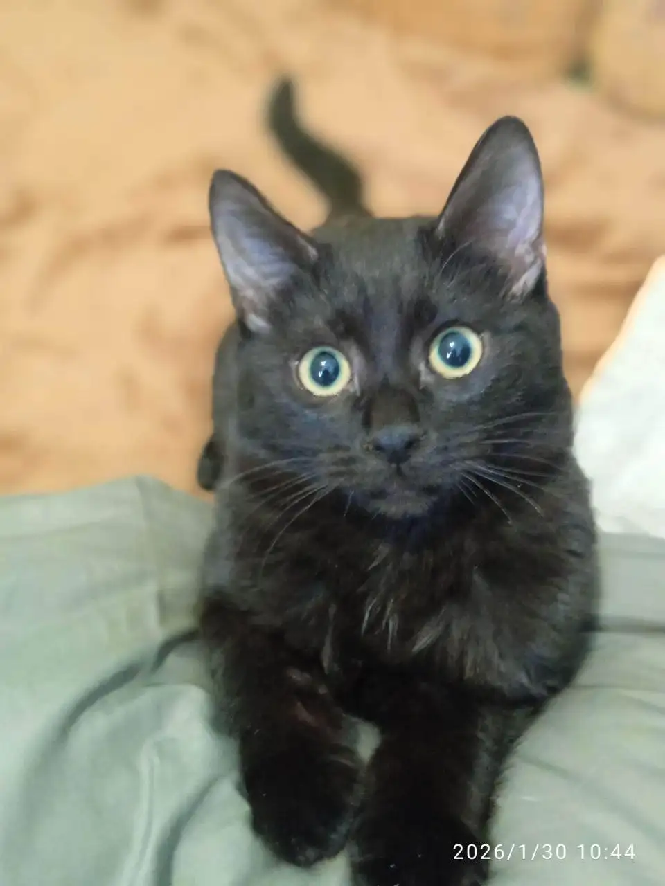 Ищет дом пушистый комочек счастья – подросток Феликс - Кошки (Животные) в Саратов