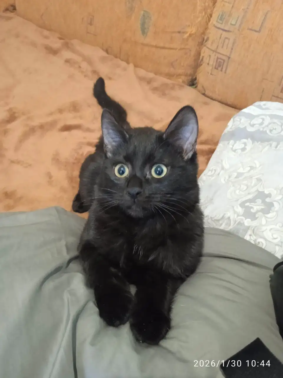 Ищет дом пушистый комочек счастья – подросток Феликс - Кошки (Животные) в Саратов