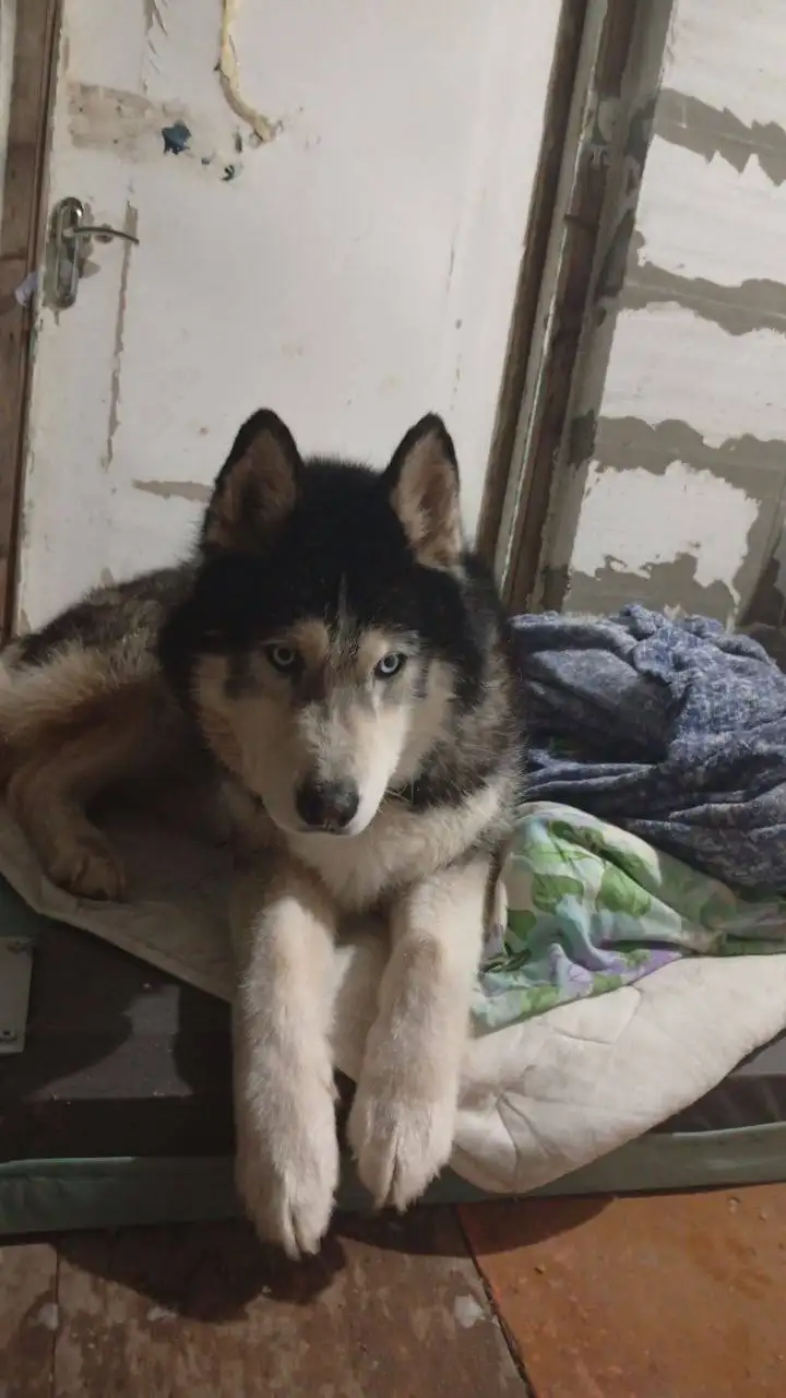 Потерявшаяся хаски в Энгельсе - Собаки (Животные) в Энгельс