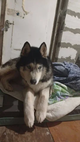 Потерявшаяся хаски в Энгельсе - частное объявление в Энгельс