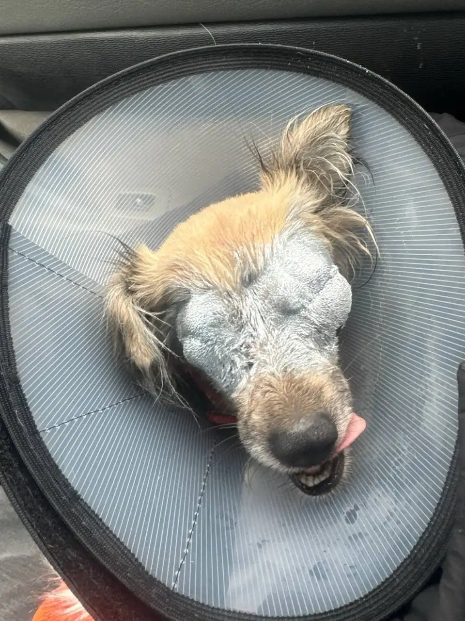 Сбор на операцию для слепой собаки Дуси - Собаки (Животные) в Саратов