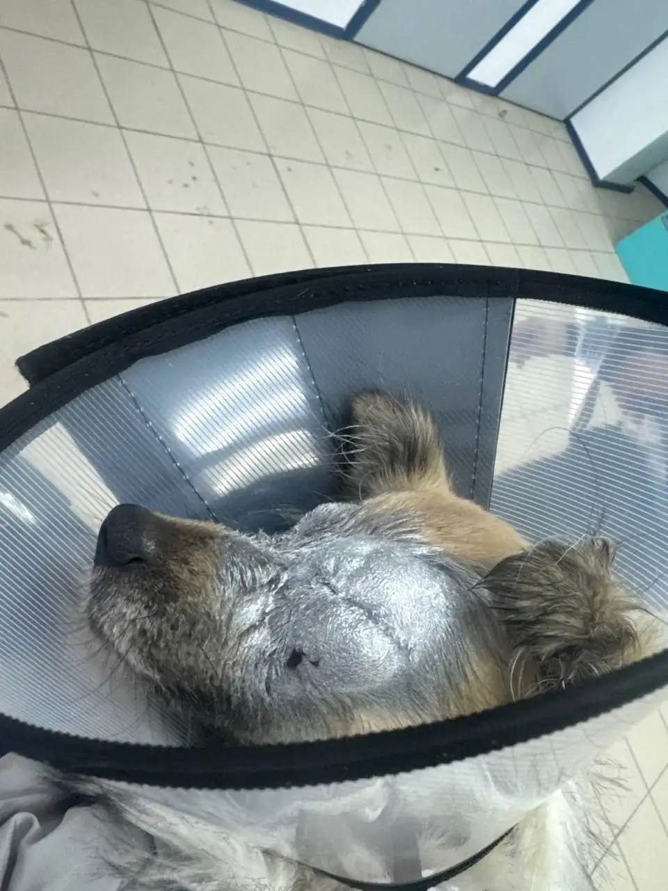 Сбор на операцию для слепой собаки Дуси - Собаки (Животные) в Саратов