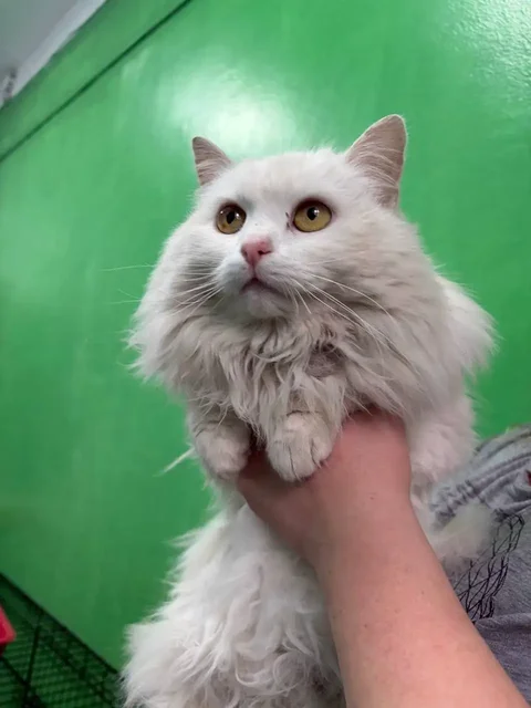 Сбор на лечение бездомных кошек из Расловки - Ветеринария в Саратов