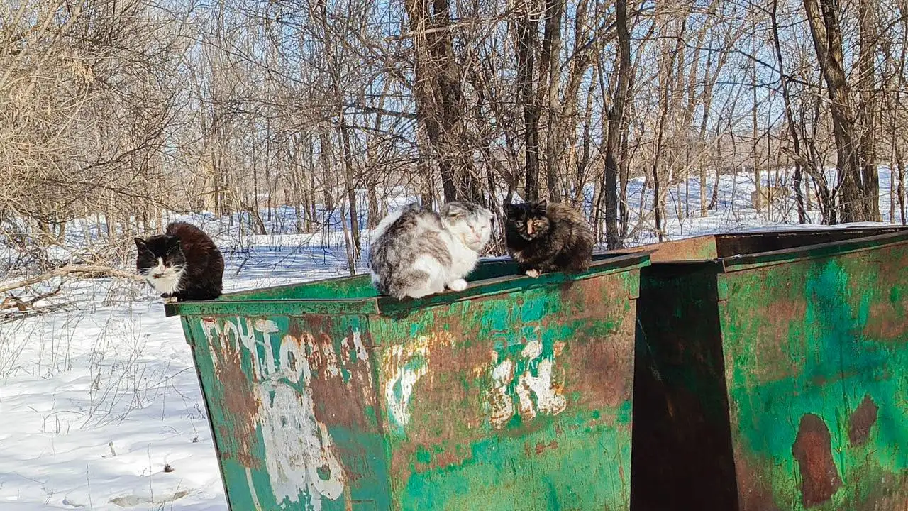 Брошенные кошки в деревне Чапаевка - Кошки (Животные) в Саратов