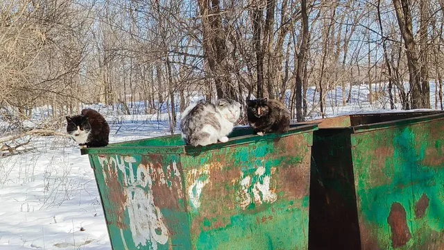 Брошенные кошки в деревне Чапаевка - Ветеринарные услуги в Саратов