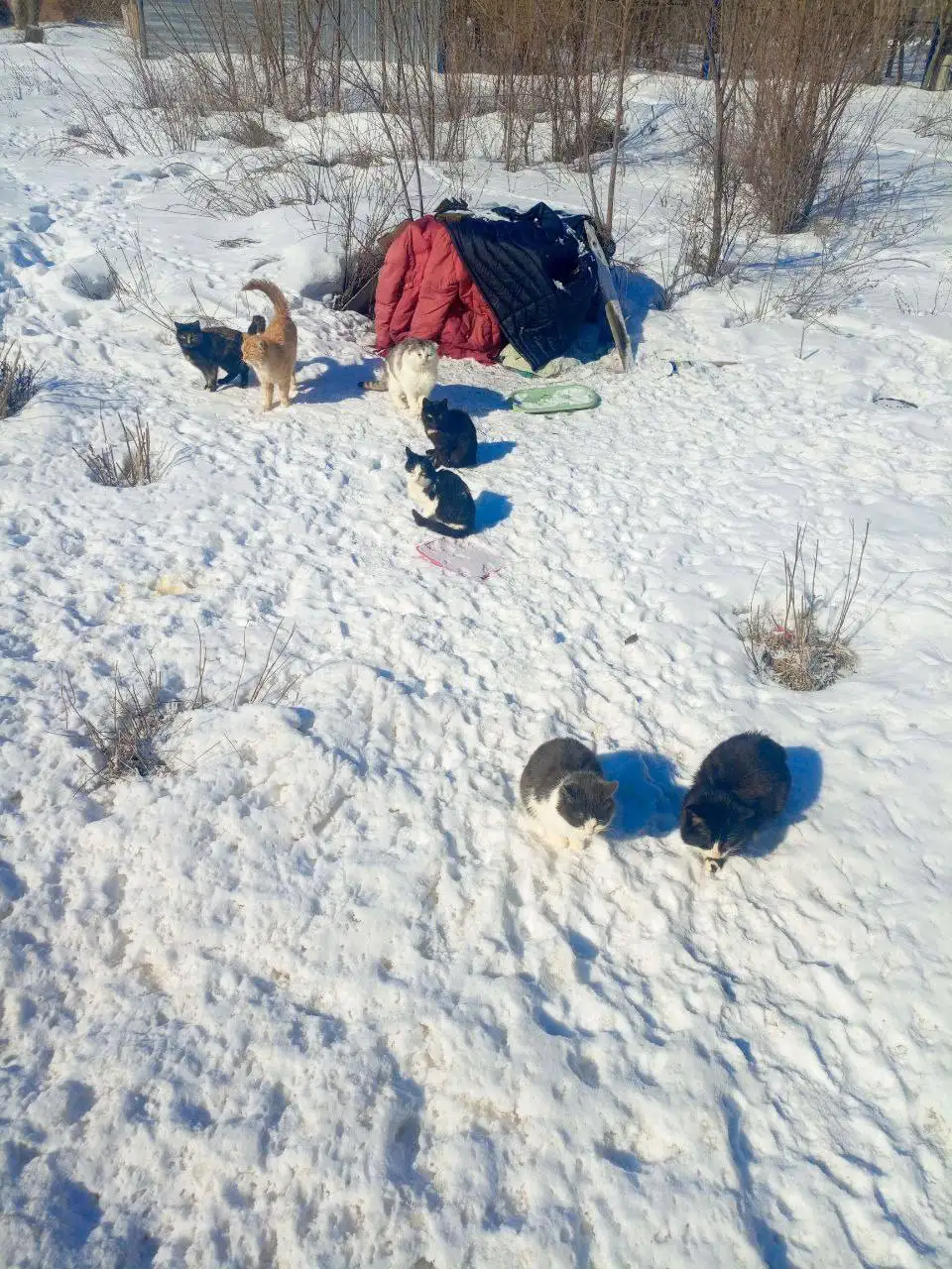 Брошенные кошки в деревне Чапаевка - Кошки (Животные) в Саратов