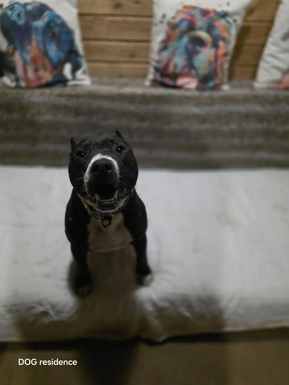 Сбор на передержку для собаки Ская - Собаки (Животные) в Саратов