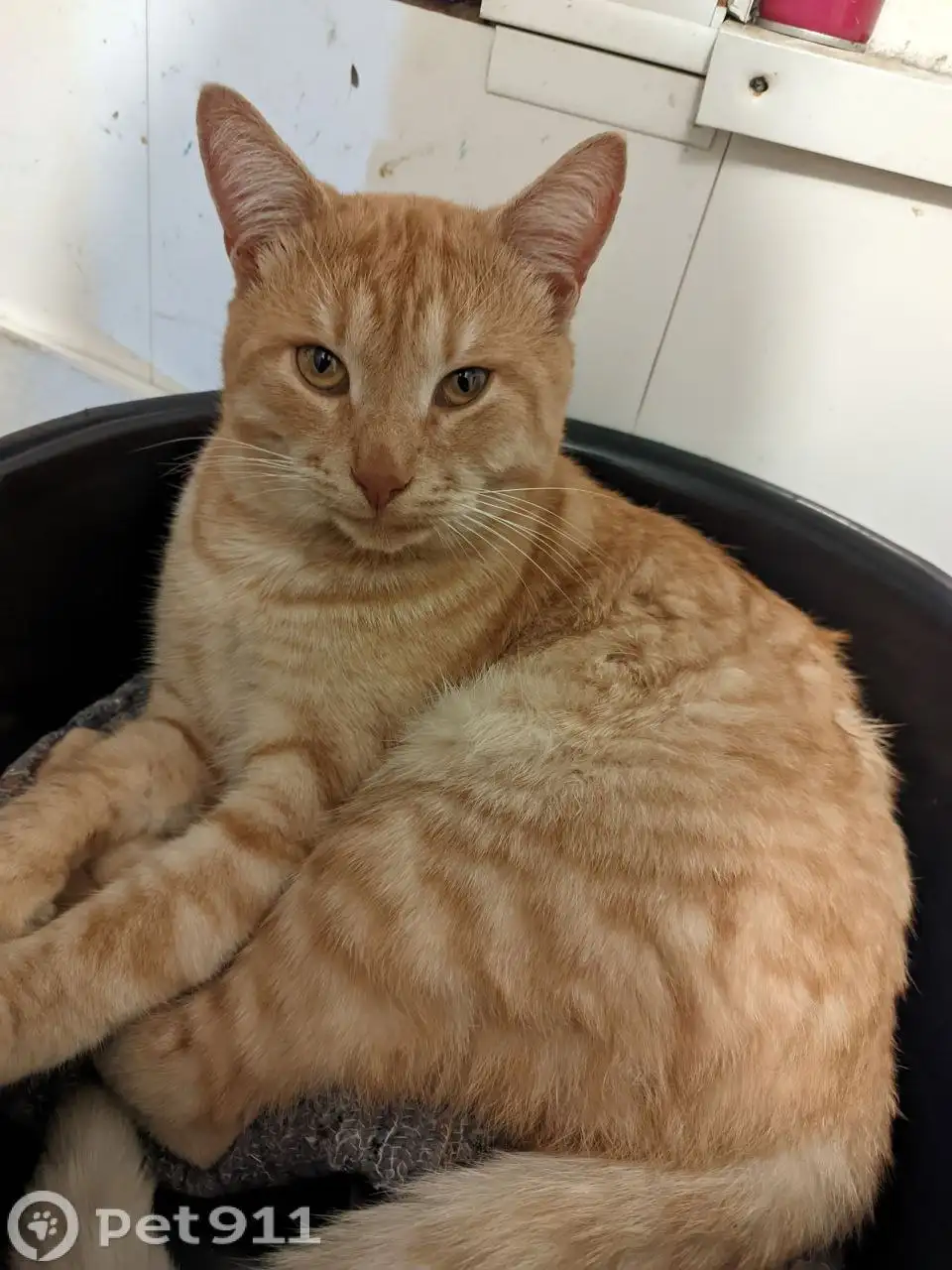 Потерялся светло-рыжий кот в Саратове - Кошки (Животные) в Саратов