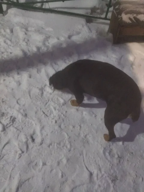 Потерянный ягдтерьер на Стрелке в Саратове - Ветеринария в Саратов