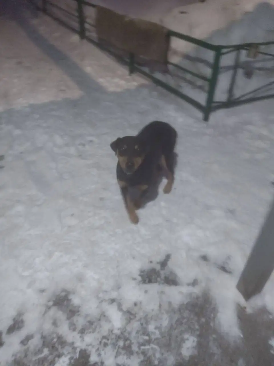 Потерянный ягдтерьер на Стрелке в Саратове - Собаки (Животные) в Саратов