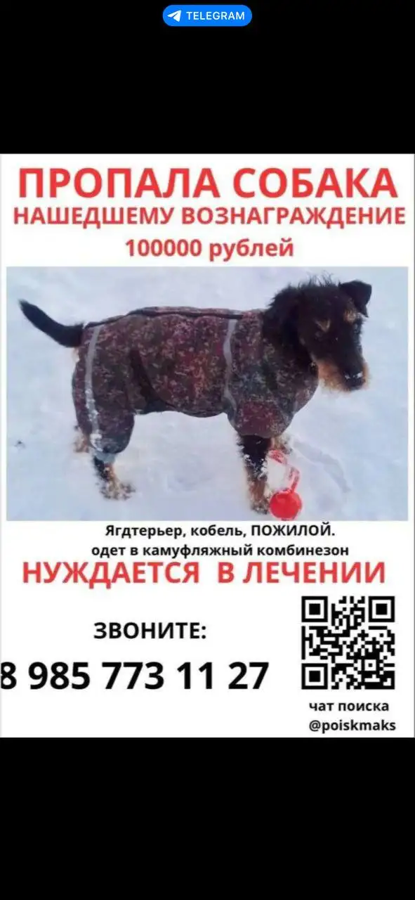 Потерявшиеся животные в Саратове - Потеряшки/Найденные (Животные) в Саратов