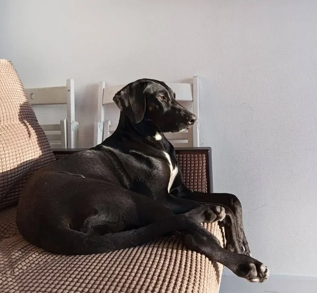 Сбор на передержку собаки Бэкки - Ветеринария в Саратов