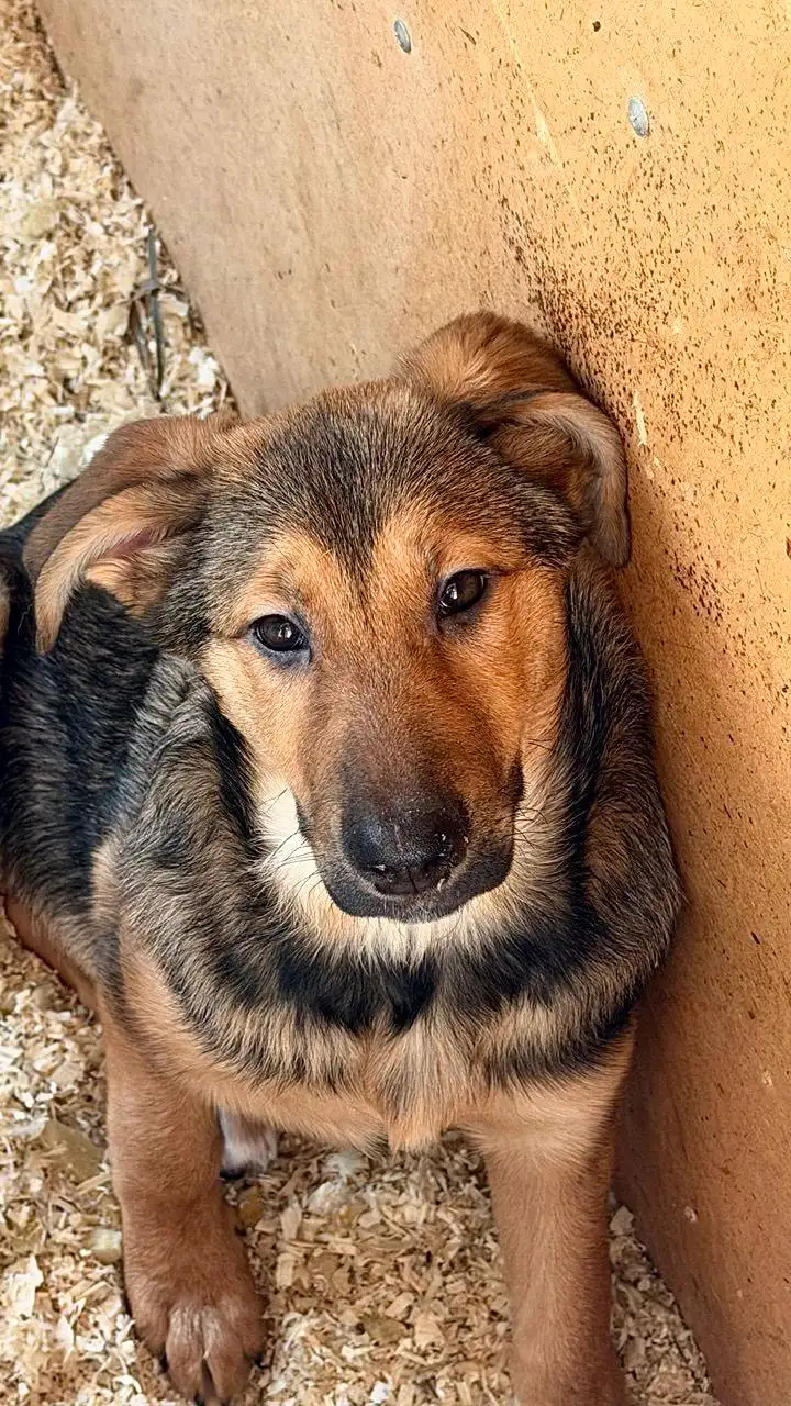 Сбор на передержку двух щенков из найденной коробки - Собаки (Животные) в Саратов