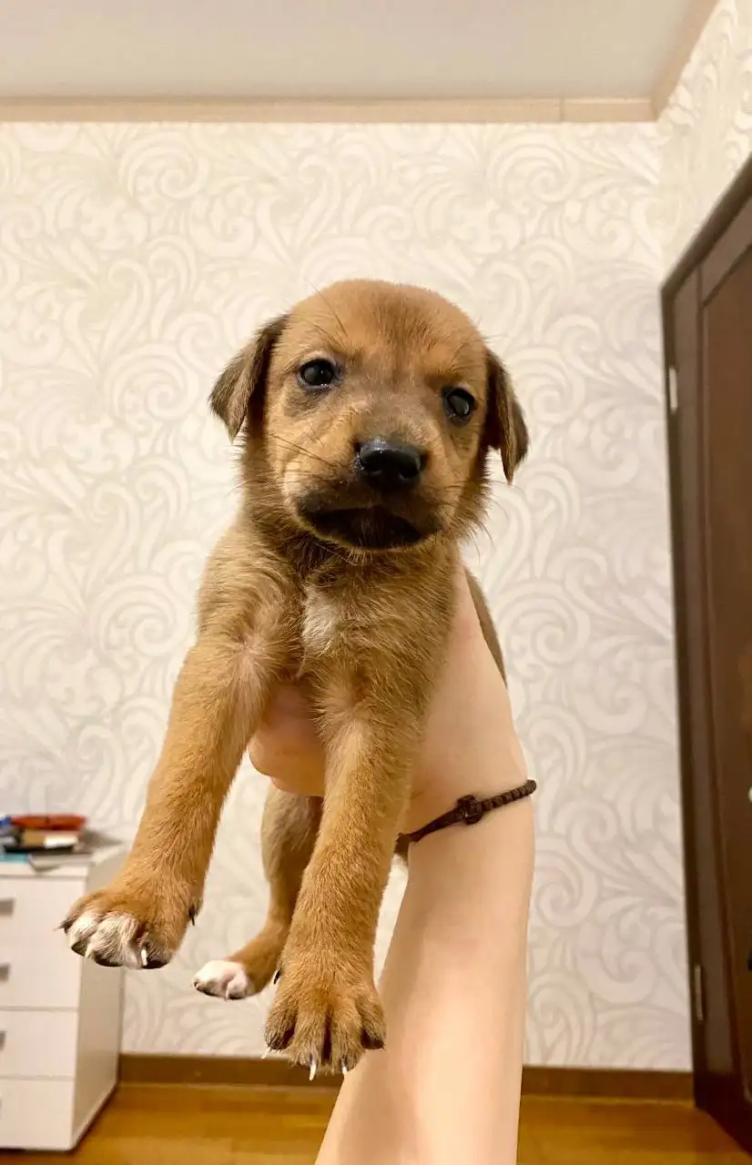 Сбор на передержку двух щенков из найденной коробки - Собаки (Животные) в Саратов