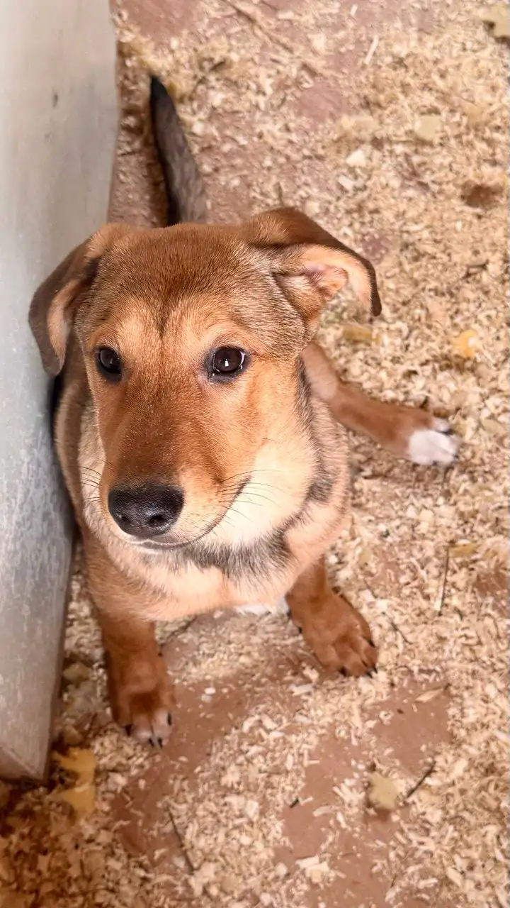 Сбор на передержку двух щенков из найденной коробки - Собаки (Животные) в Саратов