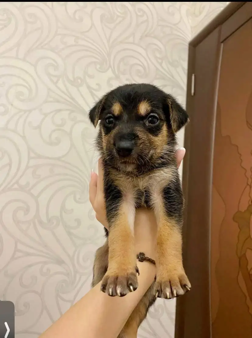 Продажа поросят, выросших в кабанчиков - Свиньи (Животные) в Саратов