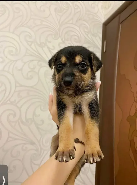 Продажа поросят, выросших в кабанчиков - Ветеринария в Саратов