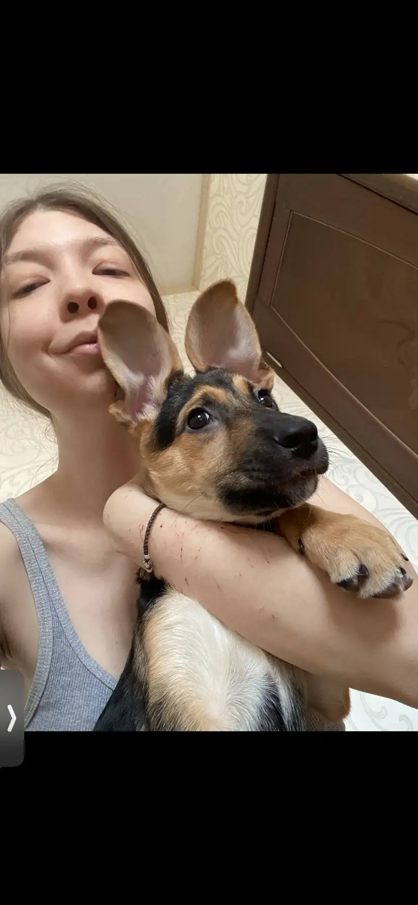 Продажа поросят, выросших в кабанчиков - Свиньи (Животные) в Саратов