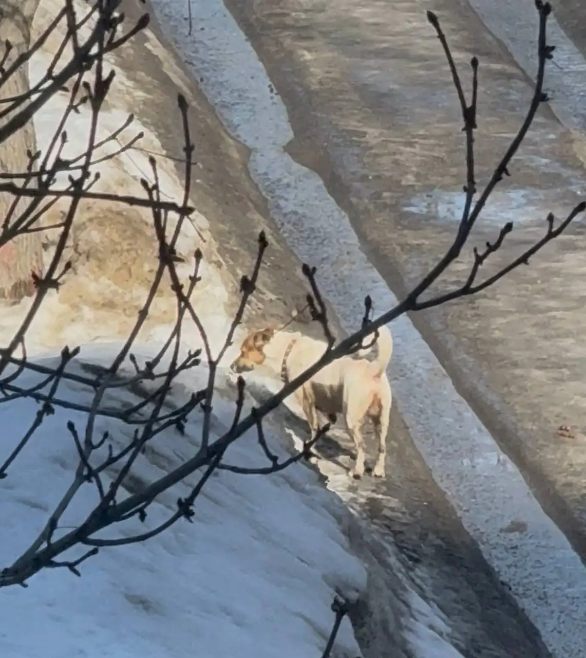 Потерянная собака в районе 77 школы - Собаки (Животные) в Саратов