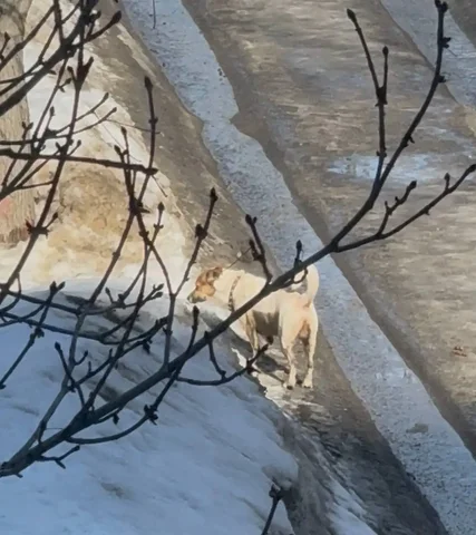 Потерянная собака в районе 77 школы - Ветеринария в Саратов