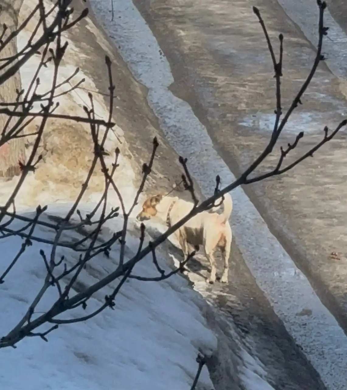 Найден мальчик похожий на Джек Рассела - Собаки (Животные) в Саратов