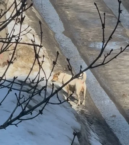 Найден мальчик похожий на Джек Рассела - Ветеринария в Саратов