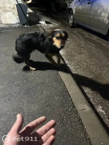 Найдена собака в Саратове - Ветеринария в Саратов