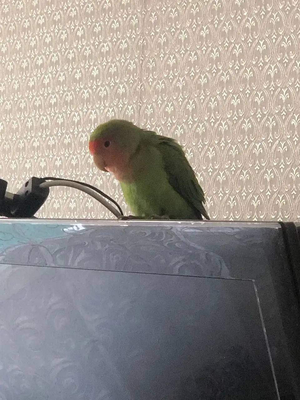 Найден попугай неразлучник по кличке Ричи - Птицы (Животные) в Саратов