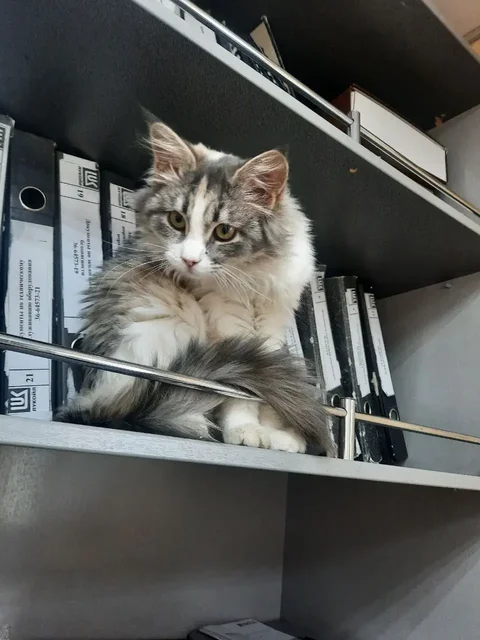 Котенок Мотя ищет дом в Саратове - Ветеринария в Саратов